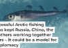 An Arctic cod (Boreogadus saida) swims under the ice. Erling Svensen/Artsdatabanken, CC BY